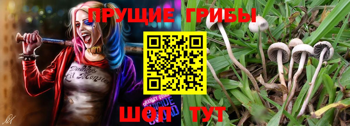 Галлюциногенные грибы Cubensis Фролово